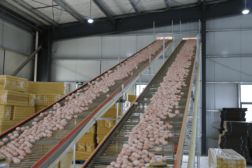 从“一枚蛋”到“一条链” ！松桃贯通产业闭环 赋能生态循环农业